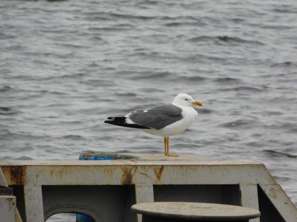 DSCN7572.JPG
